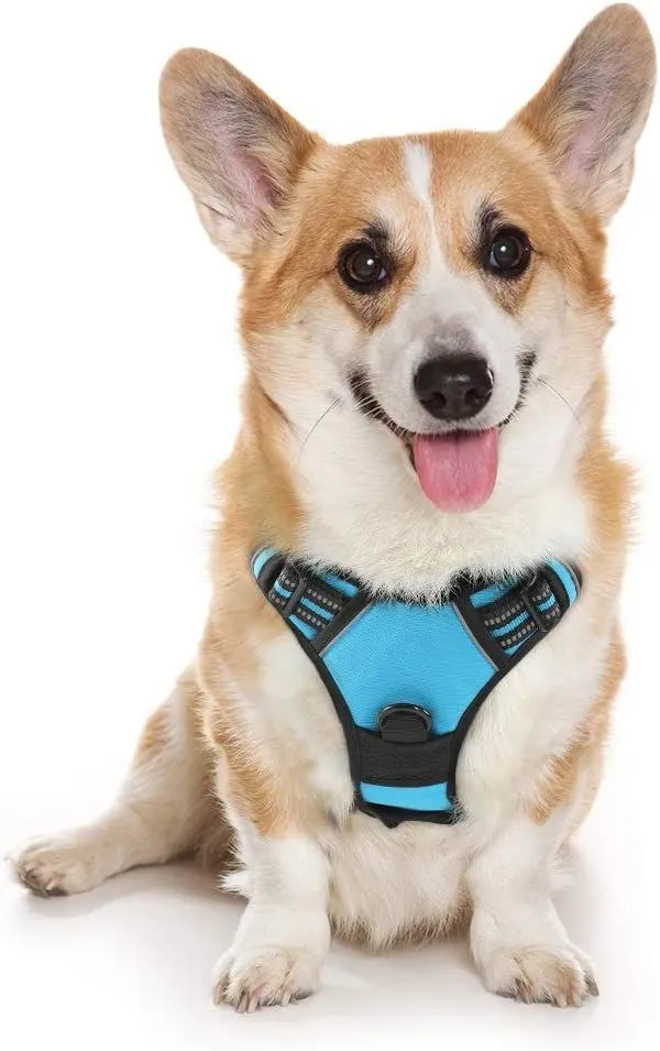 Dog Leash 2 Clip