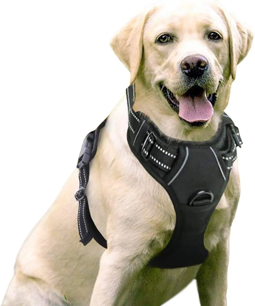 Dog Leash 2 Clip