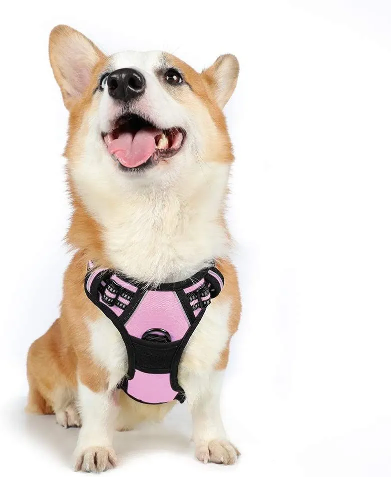 Dog Leash 2 Clip