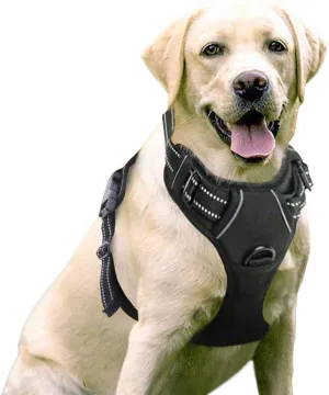 Dog Leash 2 Clip