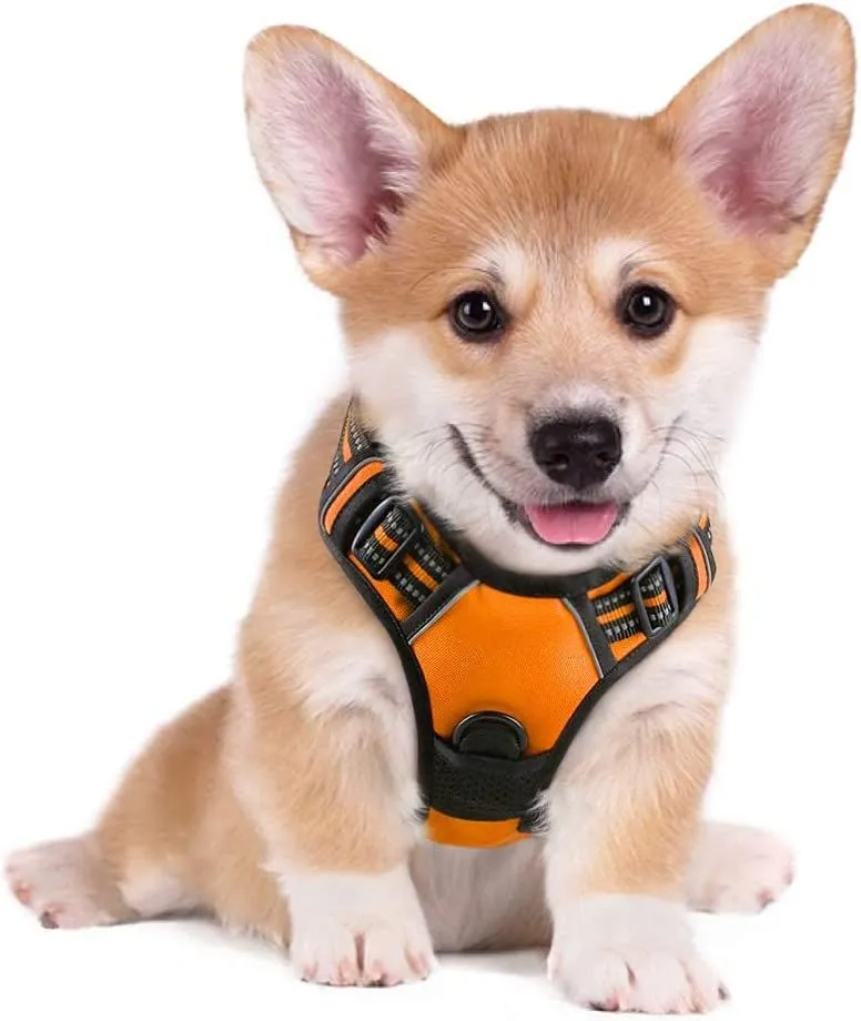 Dog Leash 2 Clip